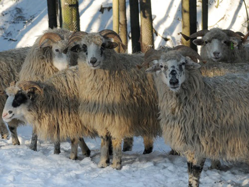 Valachian (Walachenschaf)  כבש - גזעי כבשים