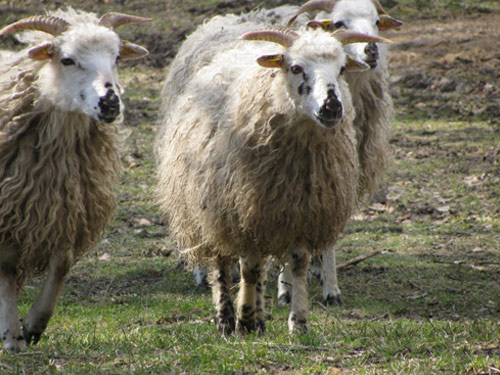 Valachian (Walachenschaf)  Domba - Domba Breeds