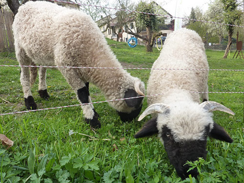 Wallis Blacknose (Walliser Schwarznasenschaf)  Hausschaf - Rassen Sheep