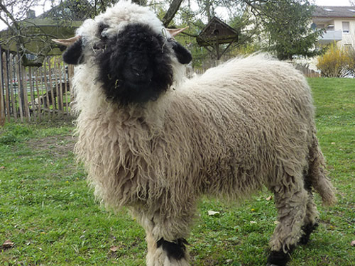 Wallis Blacknose (Walliser Schwarznasenschaf)  Hausschaf - Rassen Sheep