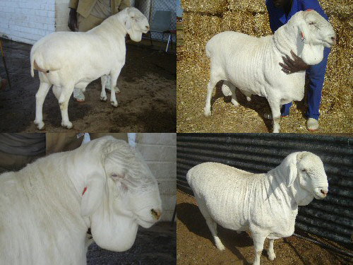Van Rooy  owca - Rasy owiec