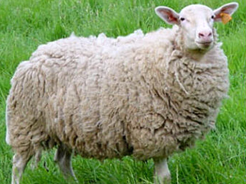 Vlaams schaap (Flämische Sheep) Hausschaf - Rassen Sheep