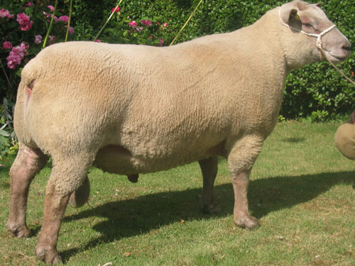 Vendéen  sheep