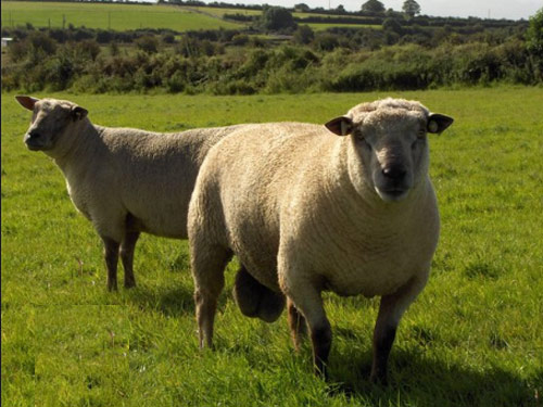 Vendéen  ovca - Pasmina ovaca