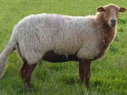 Voskop (Ardense Voskop)  Domba - Domba Breeds