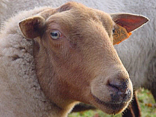 Voskop (Ardense Voskop)  ovca - Pasmina ovaca