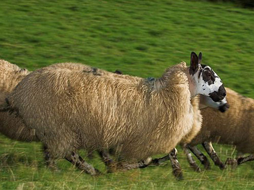 Welsh Mule  owca - Rasy owiec