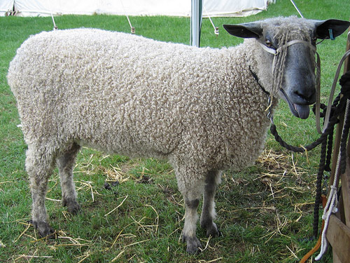 Wensleydale owca - Rasy owiec