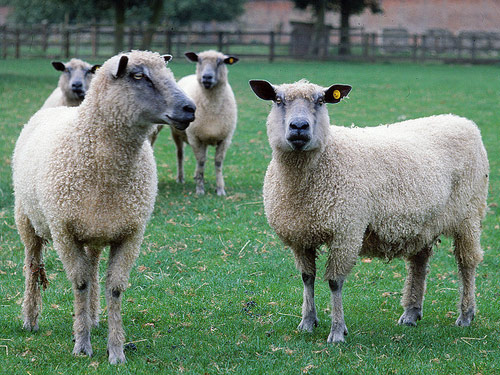 Wensleydale  כבש - גזעי כבשים