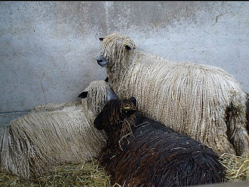 Wensleydale  כבש - גזעי כבשים