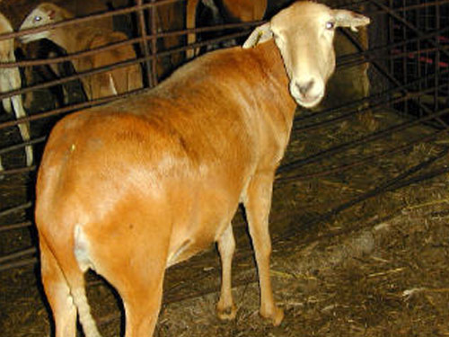 West African owca - Rasy owiec
