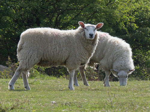 Dartmoor Whiteface כבש - גזעי כבשים