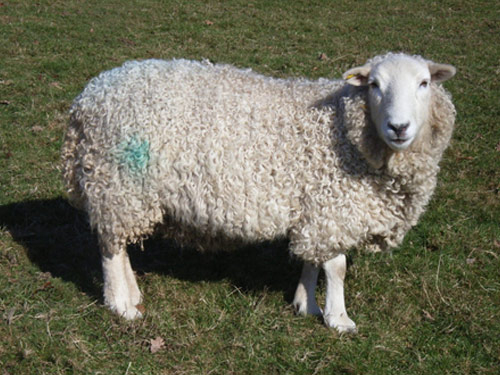 Whiteface Dartmoor Sheep Pictures