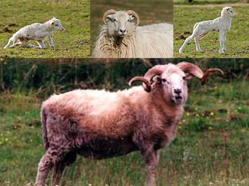 לבן הית' Horned  כבש - גזעי כבשים