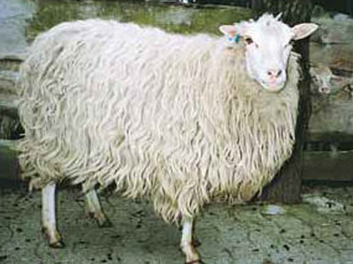 לבן נשאלי הית'  כבש - גזעי כבשים