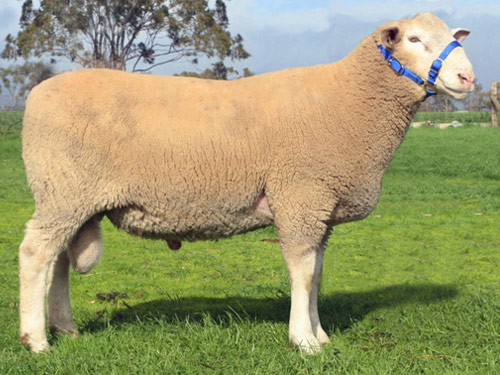 Bijela Suffolk ovca - Pasmina ovaca