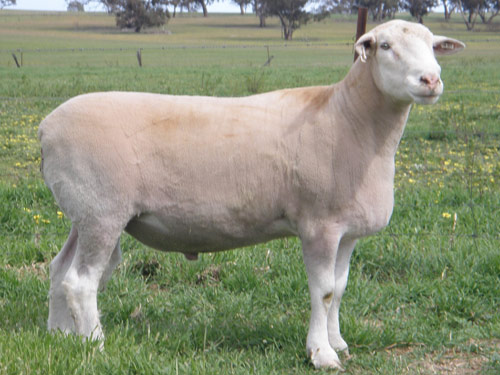Bijela Suffolk  ovca - Pasmina ovaca