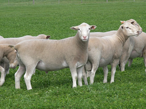 הלבן סאפוק  כבש - גזעי כבשים