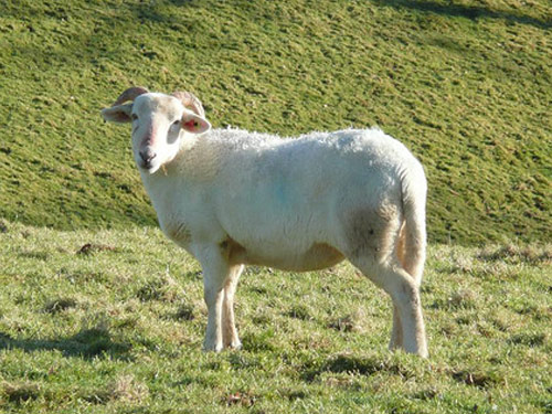 Wiltshire Horn  ovca - Pasmina ovaca