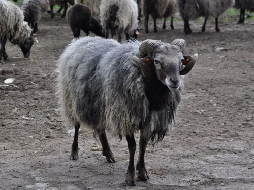 Wrzosówka Hausschaf - Rassen Sheep