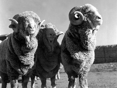 Xinjiang Fina vuna  ovca - Pasmina ovaca