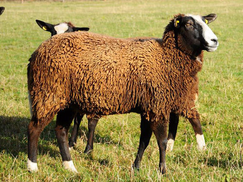 Zwartbles Hausschaf - Rassen Sheep