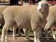 Afrino owca - Rasy owiec