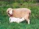 Afrino owca - Rasy owiec