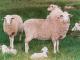 Afrino Hausschaf - Rassen Sheep