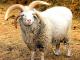 Altay owca - Rasy owiec