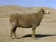 Altay Domba - Domba Breeds
