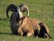 Amerika Blackbelly Domba - Domba Breeds