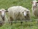 Apennine  sheep