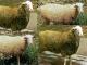 Aragonesa Hausschaf - Rassen Sheep