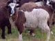 Arapawa Arapawa Insel Hausschaf - Rassen Sheep