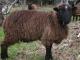 Arapawa Arapawa Insel Hausschaf - Rassen Sheep