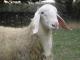 Assaf owca - Rasy owiec