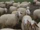 Assaf ovca - Pasmina ovaca