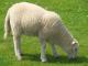 Merino Australiano ovelha - Raças de ovinos