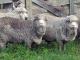 Australian Merino Hausschaf - Rassen Sheep