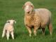 Merino Australiano ovelha - Raças de ovinos