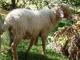 Awassi Hausschaf - Rassen Sheep