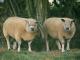 Avranchin Hausschaf - Rassen Sheep