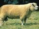 Avranchin owca - Rasy owiec
