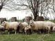 Avranchin owca - Rasy owiec