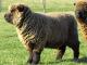 (Olde Angol) Babydoll Southdown ovelha - Raças de ovinos