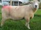 (Olde Angol) Babydoll Southdown owca - Rasy owiec