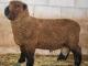 (Olde English) babydoll Southdown ovca - Pasmina ovaca