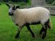 Twarz Badger Welsh Mountain owca - Rasy owiec