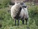 Jazavac lica Welsh Mountain. ovca - Pasmina ovaca